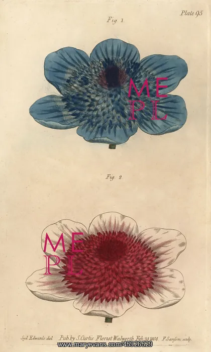 : Double blue anemone and double anemone varieties : Double blue anemone and double anemone varieties