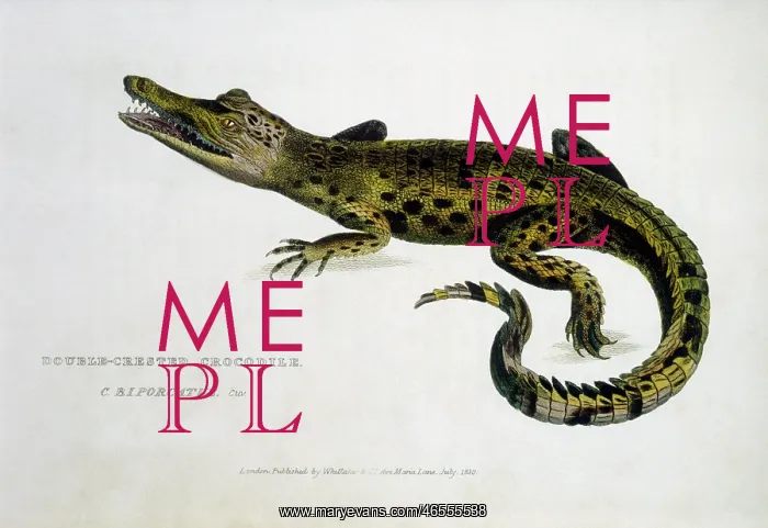 : Double Crested Crocodile (C. Biporcatus) : Double Crested Crocodile (C. Biporcatus)