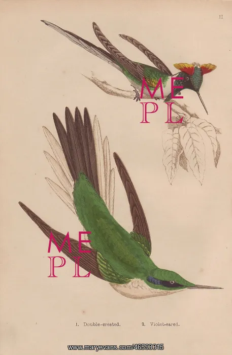 : Double-crested, Trochilus cornutus, and green : Double-crested, Trochilus cornutus, and green