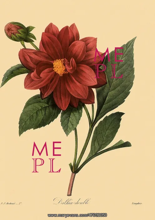 : Double Dahlia : Double Dahlia