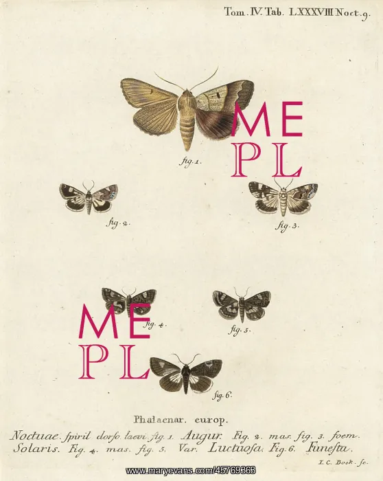 : Double dart, pale shoulder, four-spotted moth and druid moth : Double dart, pale shoulder, four-spotted moth and druid moth