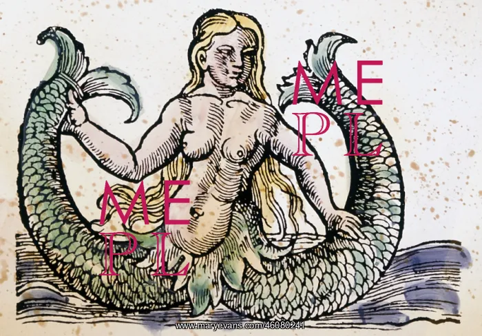 : Double fishtailed Melusine : Double fishtailed Melusine