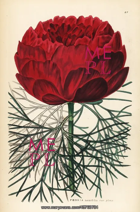 : Double-flowered fine-leaved peony, Paeonia tenuifolia : Double-flowered fine-leaved peony, Paeonia tenuifolia