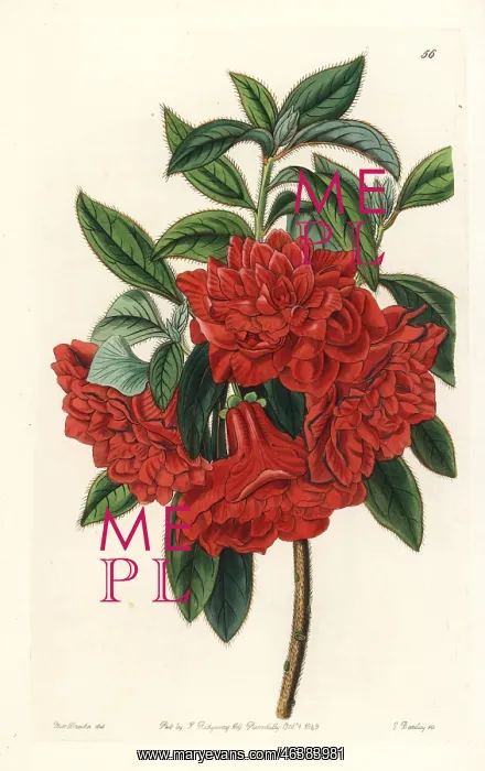 : Double red azalea India, Azalea sinensis : Double red azalea India, Azalea sinensis