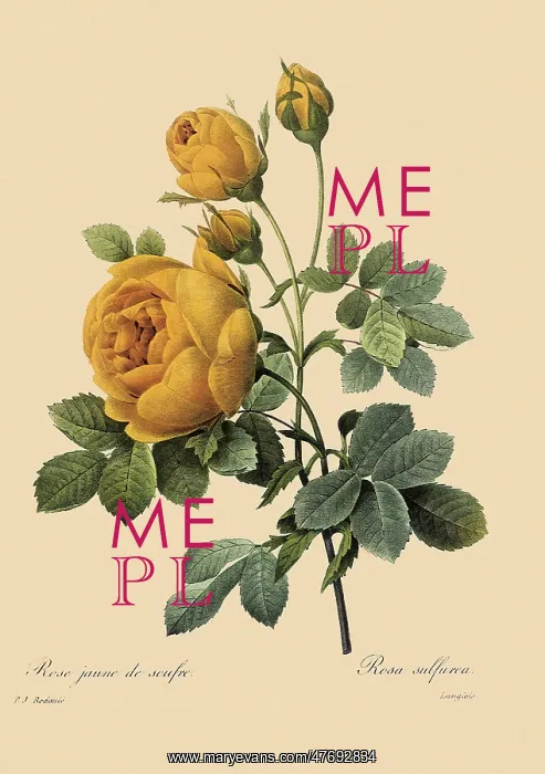 : Double Sulphur Rose : Double Sulphur Rose