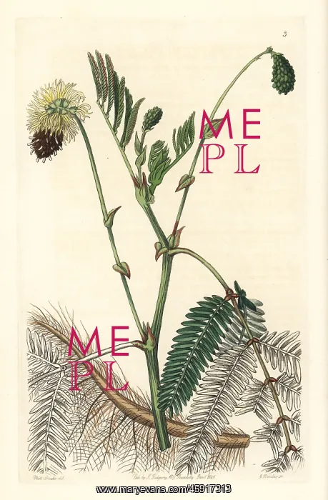 : Double-yellow water sensitive plant, Neptunia plena : Double-yellow water sensitive plant, Neptunia plena