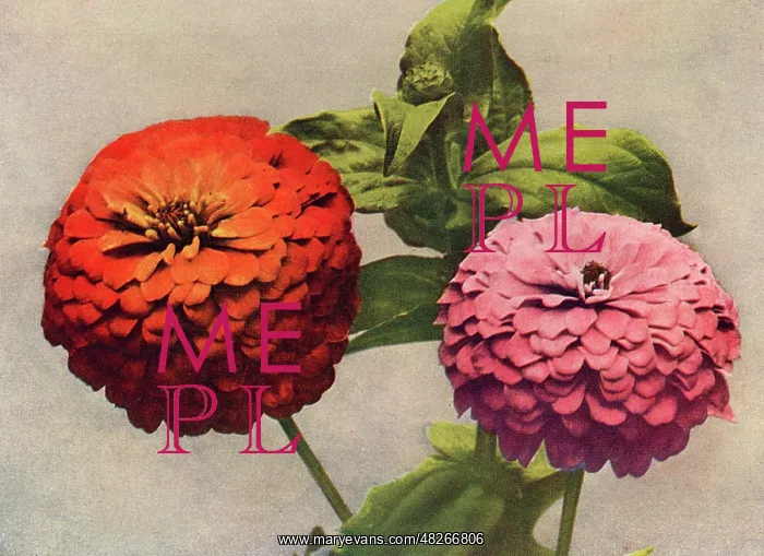  : Double zinnias