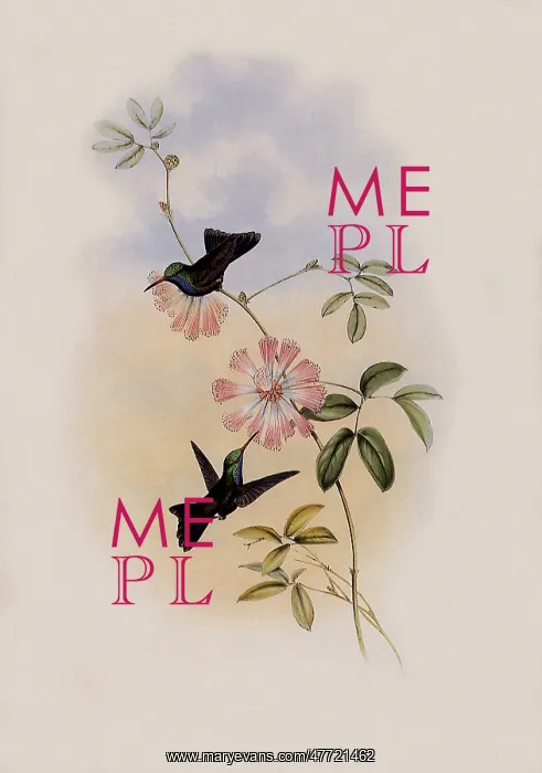 : Doubleday's Hummingbird, Circe Doubledayi : Doubleday's Hummingbird, Circe Doubledayi