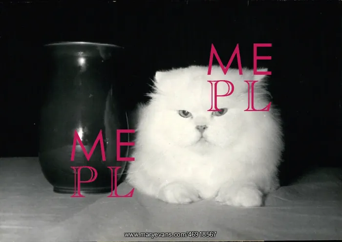 : Doudou Le Erehat, white Persian, wins cat club prize : Doudou Le Erehat, white Persian, wins cat club prize