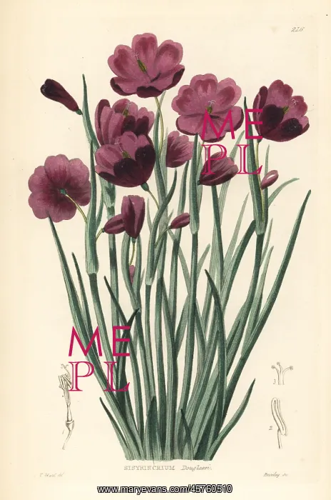 : Douglas grasswidow, Olsynium douglasii : Douglas grasswidow, Olsynium douglasii
