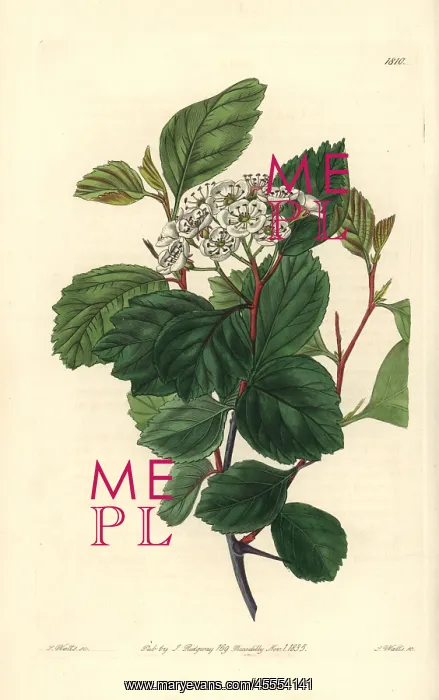 : Douglas thorn tree or black hawthorn, Crataegus douglasii : Douglas thorn tree or black hawthorn, Crataegus douglasii