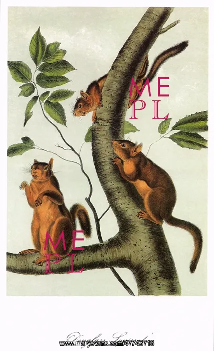 : Douglass's Squirrels : Douglass's Squirrels