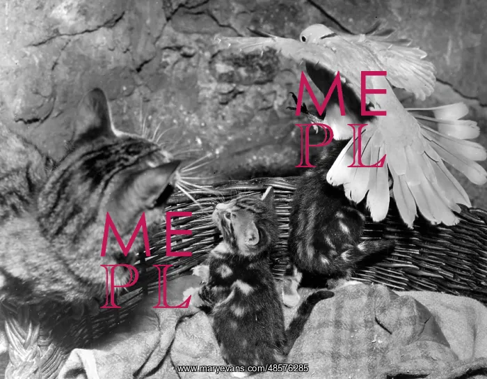: Dove, cat and kittens with a basket : Dove, cat and kittens with a basket