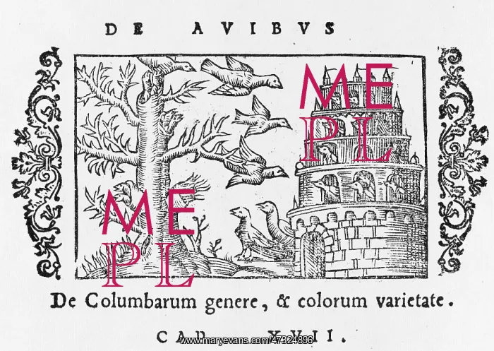 : DOVE COTE 1555 : DOVE COTE 1555
