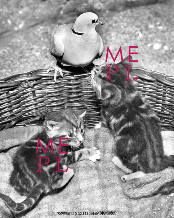  : Dove and Kittens