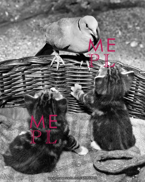 : Dove and kittens with a basket : Dove and kittens with a basket