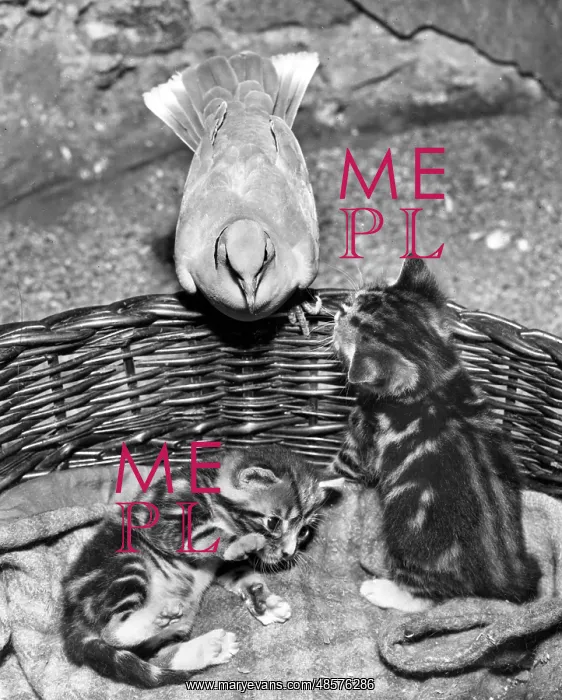 : Dove and kittens with a basket : Dove and kittens with a basket