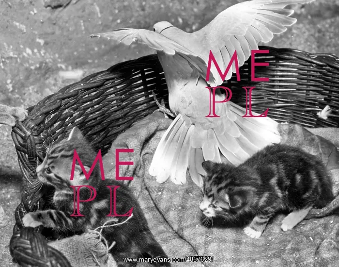 : Dove and kittens with a basket : Dove and kittens with a basket