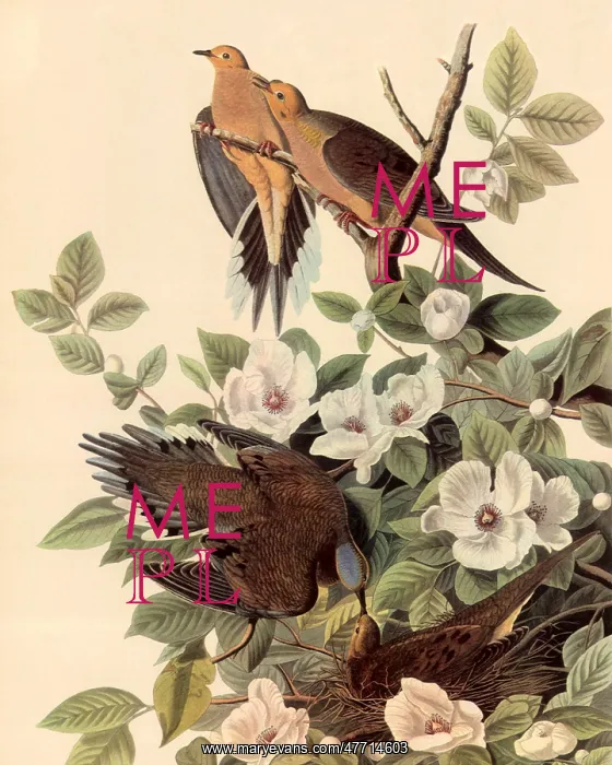  : Dove Life