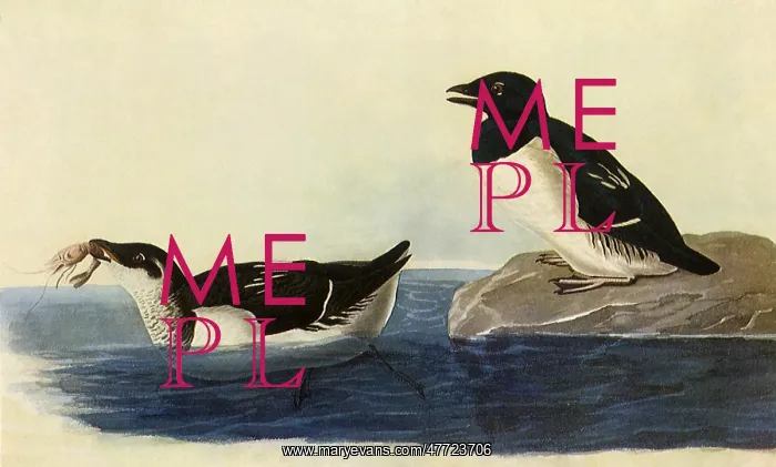  : Dovekie, Plautus alle
