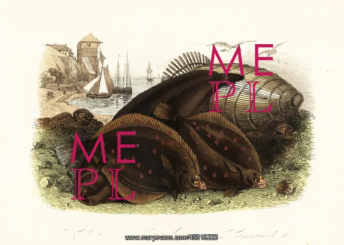 : Dover sole, European plaice and common dab : Dover sole, European plaice and common dab