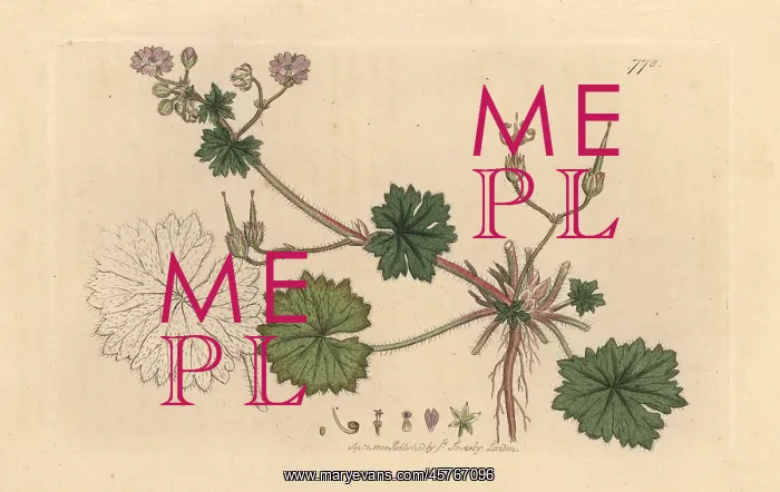 : Dove's foot crane's bill, Geranium molle : Dove's foot crane's bill, Geranium molle