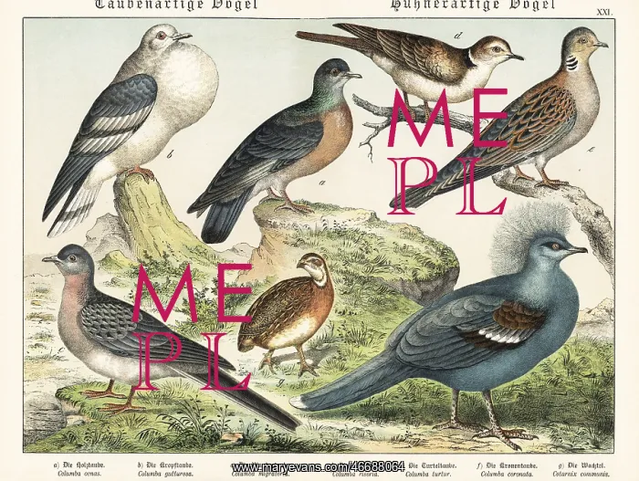: Doves and pigeons, including extinct passenger pigeon : Doves and pigeons, including extinct passenger pigeon