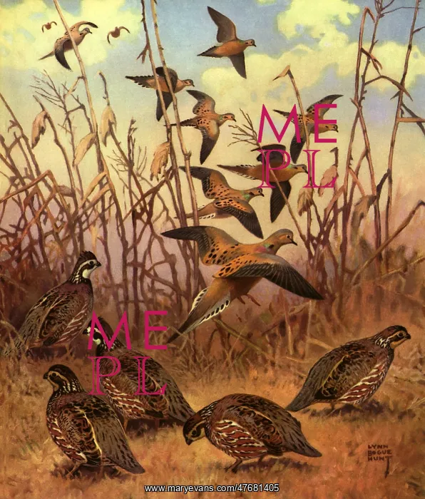 : Doves and Quail : Doves and Quail