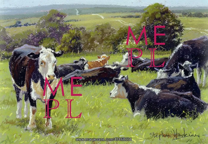: Downland Cattle : Downland Cattle