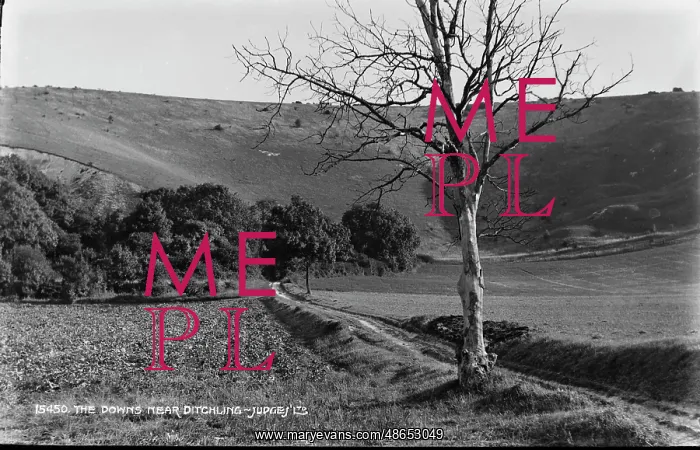 : The Downs Near Ditchling : The Downs Near Ditchling