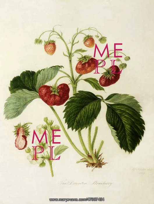 : Downton Strawberries : Downton Strawberries