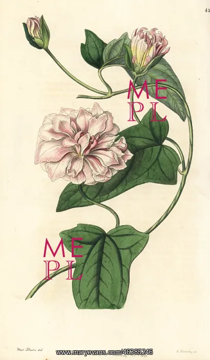 : Downy bindweed, Calystegia pubescens : Downy bindweed, Calystegia pubescens