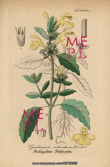 : Downy hemp-nettle, Galeopsis segetum : Downy hemp-nettle, Galeopsis segetum
