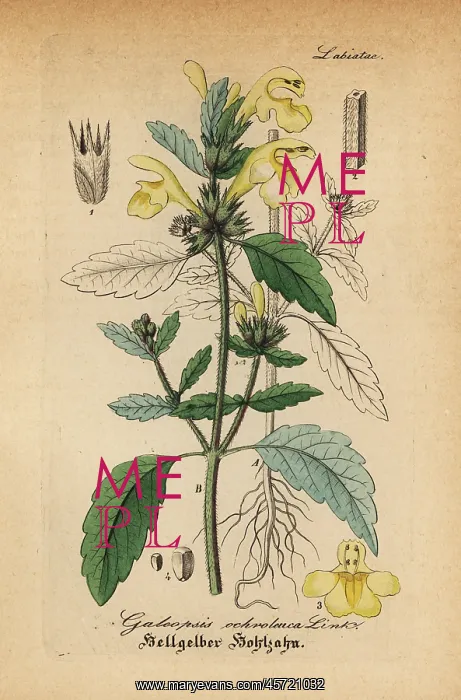 : Downy hemp-nettle, Galeopsis segetum : Downy hemp-nettle, Galeopsis segetum
