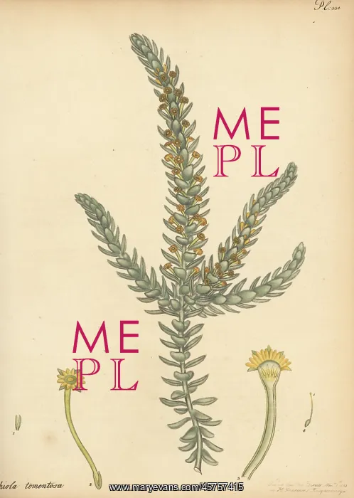 : Downy-leaved struthiola, Struthiola tomentosa : Downy-leaved struthiola, Struthiola tomentosa