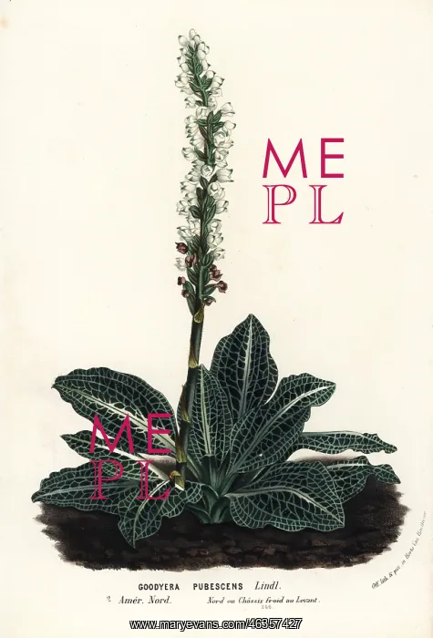 : Downy rattlesnake plantain orchid, Goodyera pubescens : Downy rattlesnake plantain orchid, Goodyera pubescens