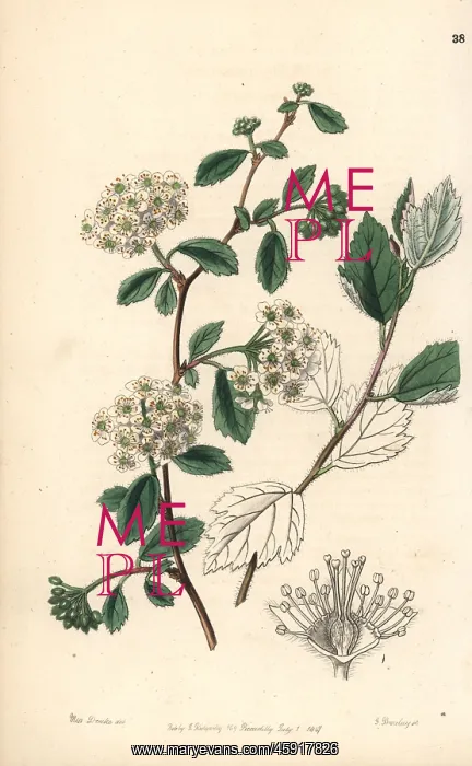 : Downy spiraea, Spiraea pubescens : Downy spiraea, Spiraea pubescens