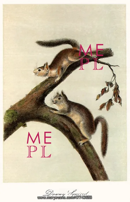  : Downy Squirrels