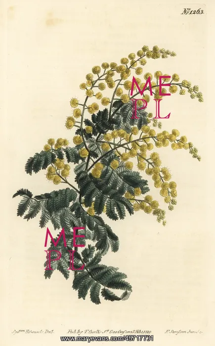: Downy wattle, Acacia pubescens (vulnerable) : Downy wattle, Acacia pubescens (vulnerable)