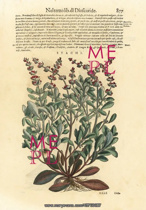 : Downy woundwort, Stachys germanica : Downy woundwort, Stachys germanica