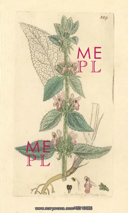 : Downy woundwort, Stachys germanica : Downy woundwort, Stachys germanica