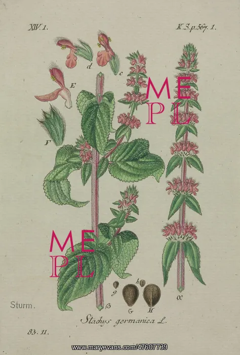 : Downy Woundwort, Stachys germanica : Downy Woundwort, Stachys germanica