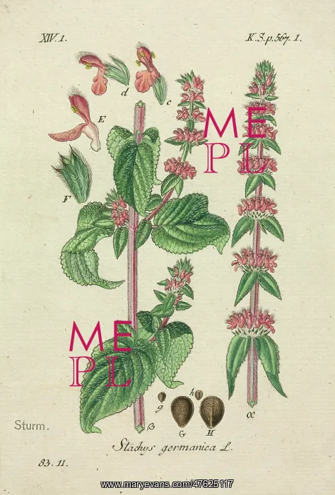  : Downy Woundwort, Stachys germanica