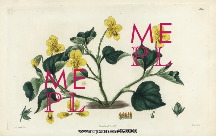 : Downy yellow violet, Viola pubescens : Downy yellow violet, Viola pubescens