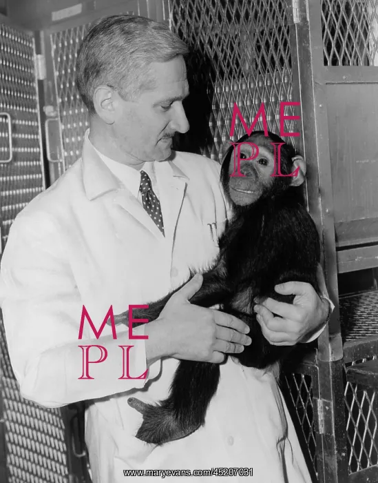 : Dr. Albert B. Sabin holding a chimpanzee ? : Dr. Albert B. Sabin holding a chimpanzee ?