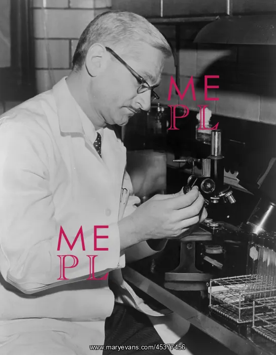 : Dr. Albert Sabin, seated at a microscope in : Dr. Albert Sabin, seated at a microscope in