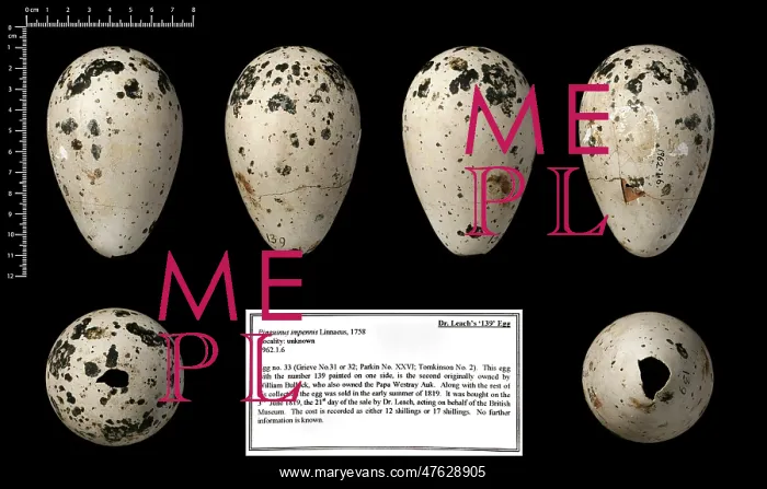 : Dr Leach's 139 great auk egg : Dr Leach's 139 great auk egg