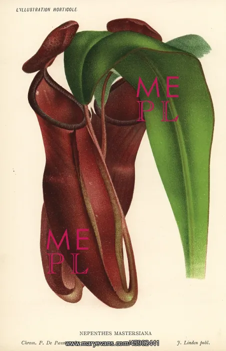 : Dr. Maxwell Masters pitcher plant, Nepenthes x mastersiana : Dr. Maxwell Masters pitcher plant, Nepenthes x mastersiana