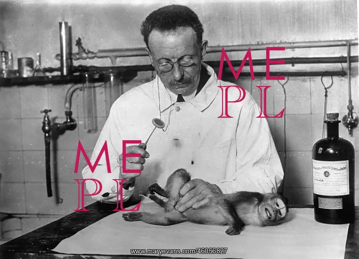 : Dr. Petit operates a monkey : Dr. Petit operates a monkey