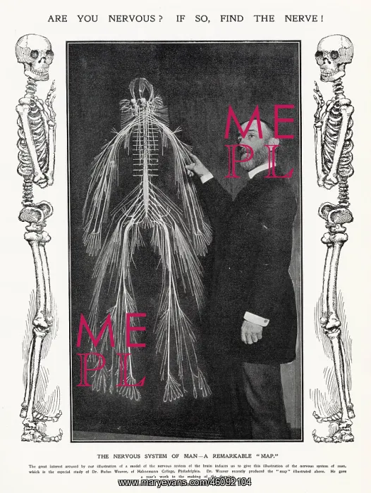 : Dr. Rufus Weaver - Nervous System 1906 : Dr. Rufus Weaver - Nervous System 1906